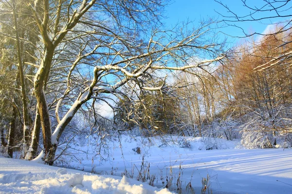 나무와 푸른 하늘이 어우러진 겨울 풍경. — 스톡 사진