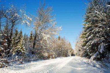 Kış ağaçlar ve Alman ormandaki yol .