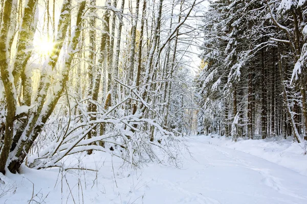 Winterbäume und Straße im deutschen Wald bei Sonnenschein. — Stockfoto