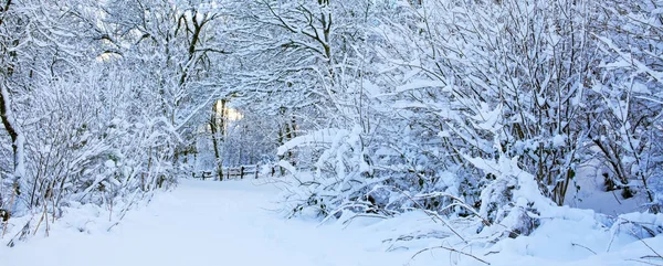 Alberi con neve in inverno . — Foto Stock