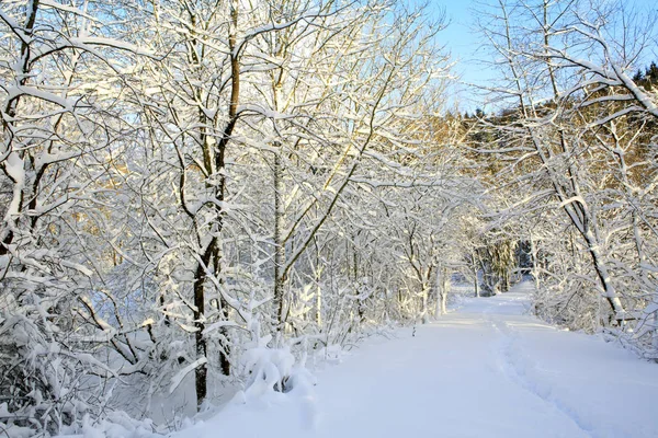 Alberi con neve e cielo azzurro . — Foto Stock