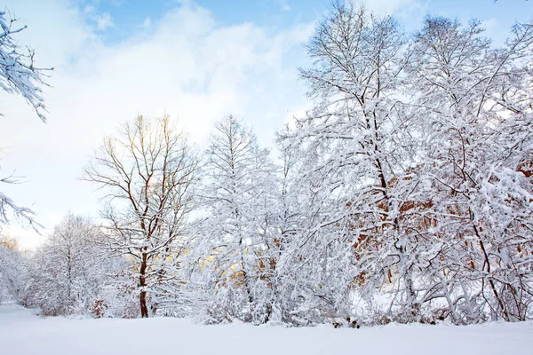 Arbres avec neige et ciel bleu . — Photo