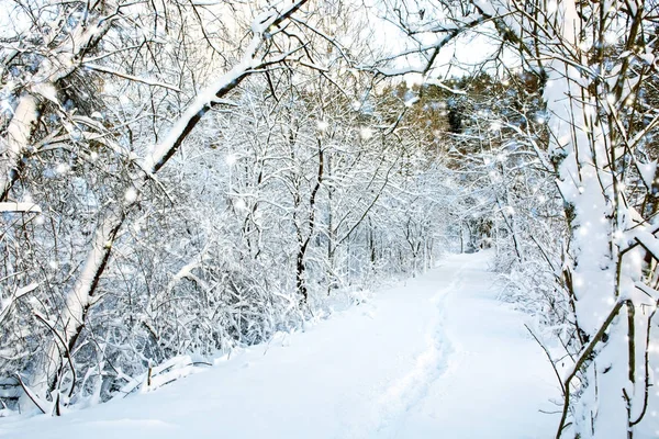 Alberi con neve  . — Foto Stock