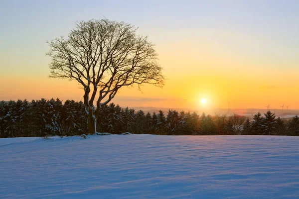 Paysage hivernal coucher de soleil avec arbre . — Photo