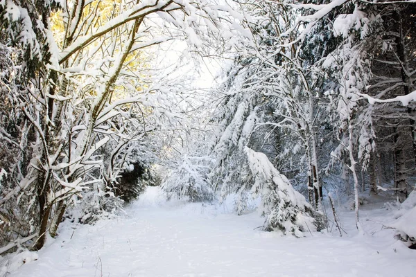 Fond de Noël avec des arbres d'hiver  . — Photo