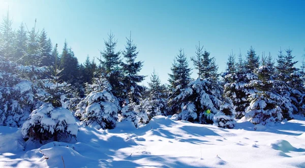 Sluneční světlo v zimním lese s čerstvý sníh a borovými stromy. — Stock fotografie