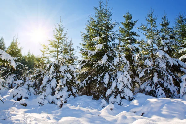 Abeto de invierno en bosque alemán con sol . —  Fotos de Stock