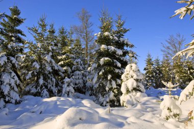 Karla kaplı köknar ağaçları ile kış manzarası.