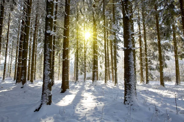 Lumière du soleil dans la forêt d'hiver  . — Photo