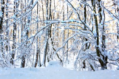 Karla kaplı ağaçlarla kaplı kış manzarası.