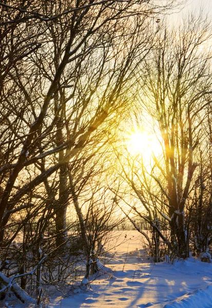 Zachód Słońca Krajobraz zima z drzew. — Zdjęcie stockowe