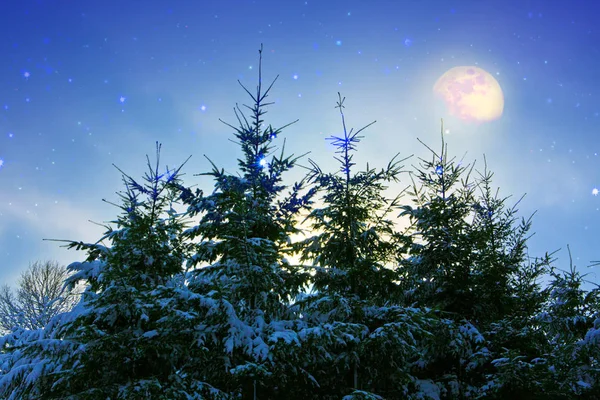 Paisaje invernal con abetos cubiertos de nieve y luna . —  Fotos de Stock