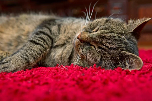 The gray cat sleeps comfortably on a red carpet. — Stock Photo, Image