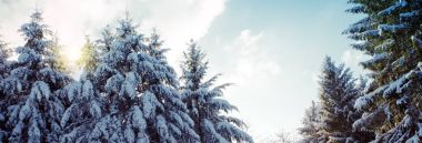 Çam ağaçları ile kışın kar. Kış arka plan.