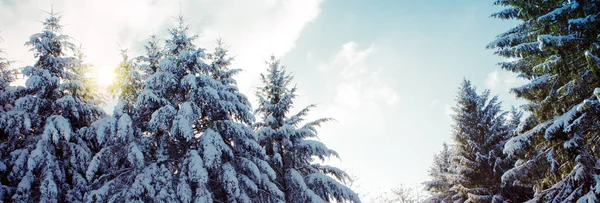Pinhais com neve no inverno. Fundo de inverno . — Fotografia de Stock