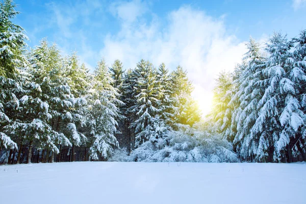 Puesta de sol en el bosque de invierno. — Foto de Stock