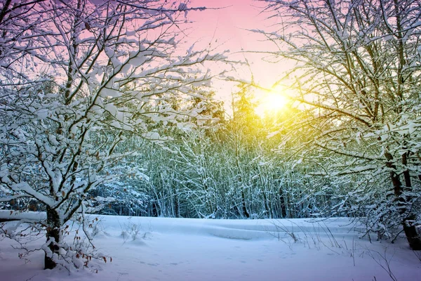 Drzew z śniegu w zimie. Zachód Słońca Krajobraz zima. — Zdjęcie stockowe