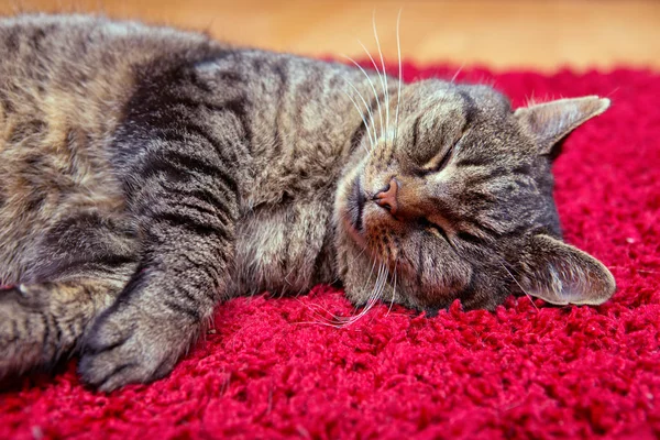 The gray cat sleeps comfortably on a red carpet. — Stock Photo, Image