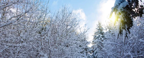 Árboles con nieve en invierno. Fondo de invierno . —  Fotos de Stock