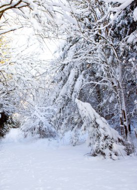 Ağaçları kar, Noel arka plan ile.