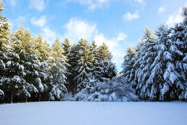 Pinos con nieve en invierno  . —  Fotos de Stock