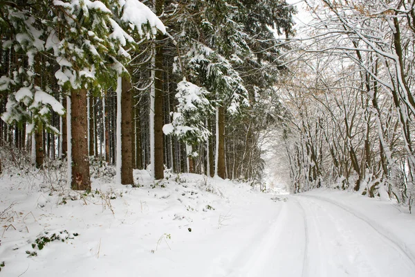 Alberi con neve e strada invernale . — Foto Stock