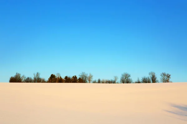 Alberi con neve, sfondo natalizio . — Foto Stock