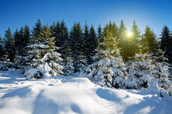 Pinheiros de inverno na floresta alemã com sol . — Fotografia de Stock
