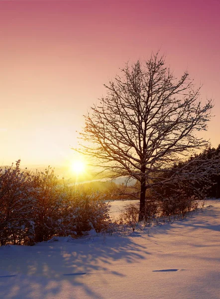 Piękny zimowy zachód słońca z drzewem w śniegu: — Zdjęcie stockowe