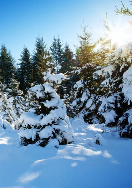 Snowy fir trees in winter and sunlight. — Stock Photo, Image