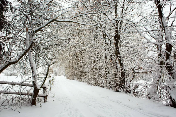 Alberi con neve in inverno . — Foto Stock