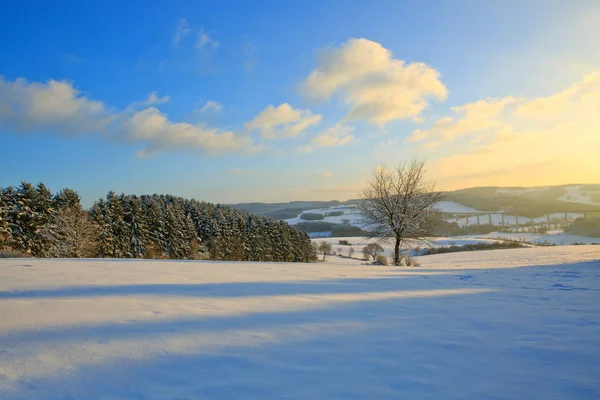 Paysage d'hiver avec arbre. — Photo