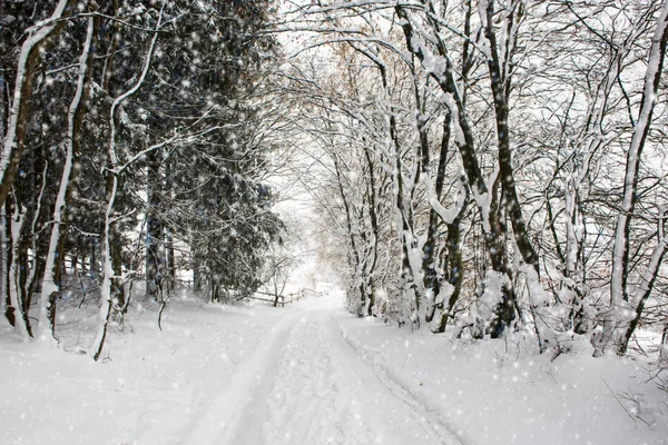 Alberi con neve e strada invernale . — Foto Stock