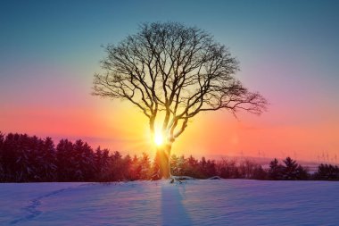 Ağaç ve kar alanı ile kış günbatımı manzarası.