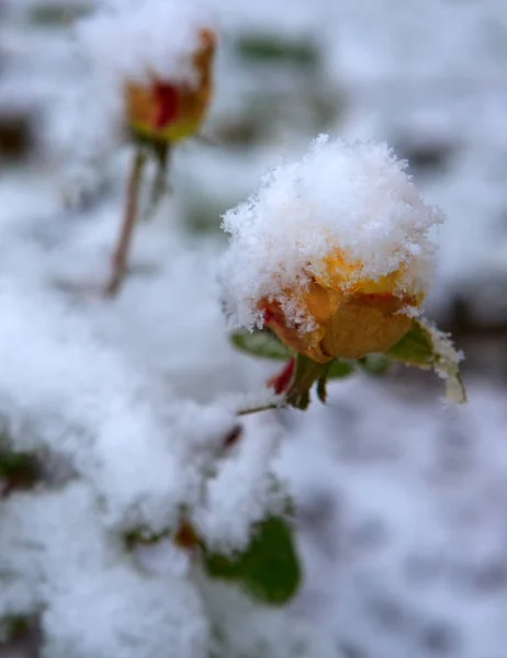 Gelbe Rose mit frischen Schneeflocken bedeckt. — Stockfoto