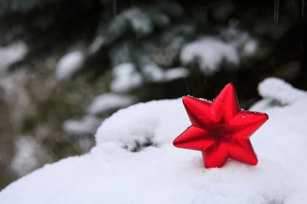 Besneeuwde spar takken met rode Kerstster. — Stockfoto