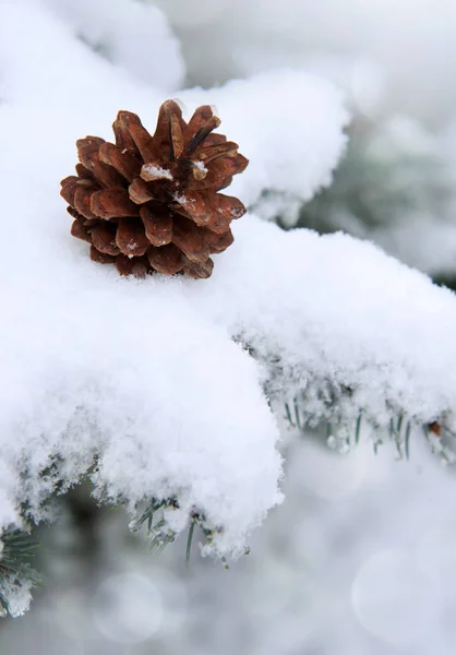 Tannenzapfen auf dem schneebedeckten Tannenzweig. — Stockfoto