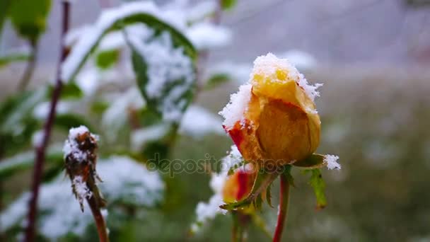 Κίτρινο τριαντάφυλλο και χιονοπτώσεις. — Αρχείο Βίντεο
