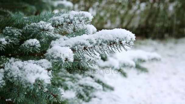 Větev stromu jedle a sněžení. — Stock video