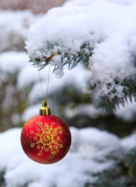 Bir firavun ağacının dalında asılı duran kırmızı Noel Balosu. Noel Arkaplanı.