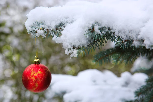 Bola de Natal vermelha pendurada em um ramo de árvore de abeto. Fundo de Natal. — Fotografia de Stock