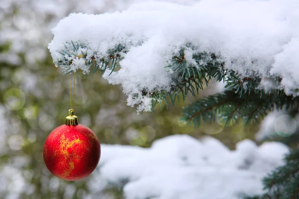 Red Christmas Ball hanging on a Fir Tree Branch. Christmas Background. — Stock Photo, Image