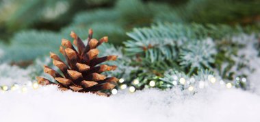 Firavun konileri karla kaplanmış dalların üzerinde.