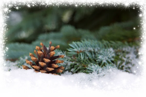 Cones de abeto no ramo do abeto coberto com neve. — Fotografia de Stock