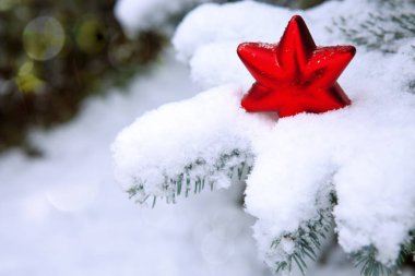 Karlı köknar dalları ile Noel kırmızı yıldız.