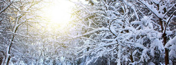 Деревья со снегом зимой.
.