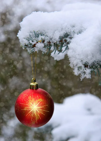 Bola de Natal vermelha pendurada em um ramo de árvore de abeto. Fundo de Natal. — Fotografia de Stock