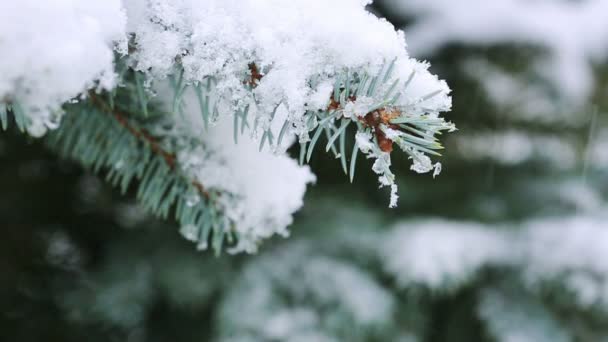 FIR trädgren och snöfall. — Stockvideo