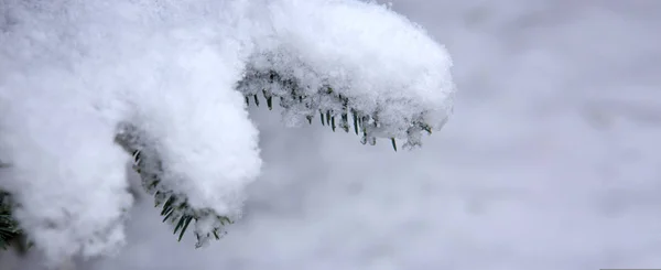 Äste von Kiefern mit Schnee bedeckt. — Stockfoto