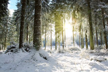 Kış ormanında gün batımı.